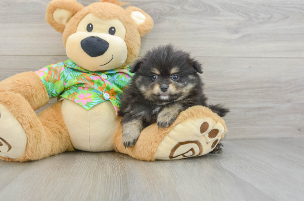 5 week old Pomeranian Puppy For Sale - Premier Pups