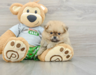 8 week old Pomeranian Puppy For Sale - Premier Pups