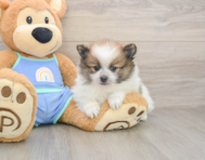 8 week old Pomeranian Puppy For Sale - Premier Pups