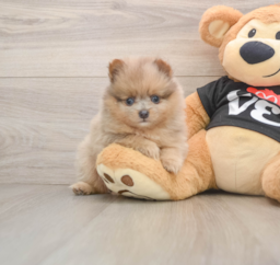 7 week old Pomeranian Puppy For Sale - Premier Pups