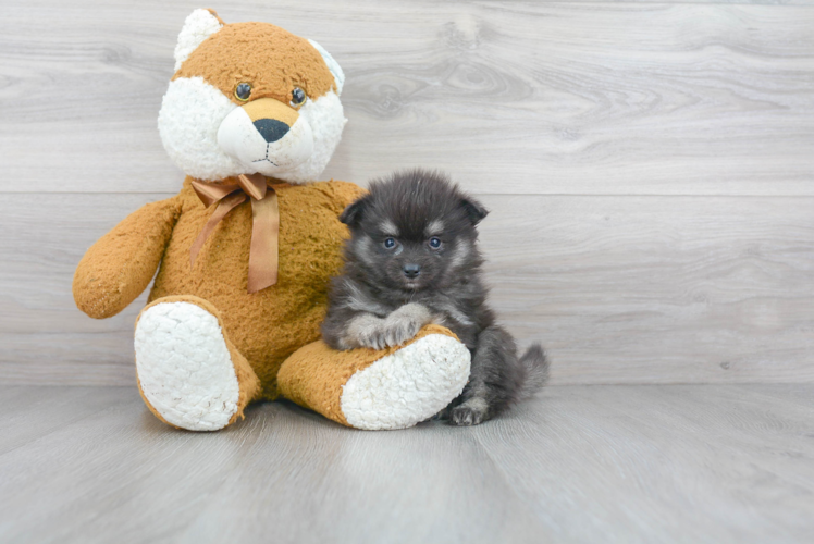 Sweet Pomeranian Purebred Puppy