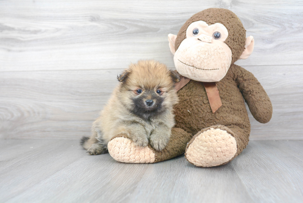 Hypoallergenic Pomeranian Purebred Pup