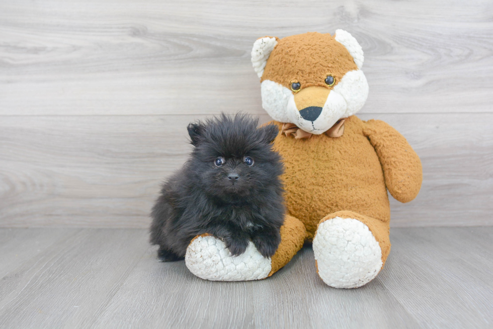 Pomeranian Puppy for Adoption