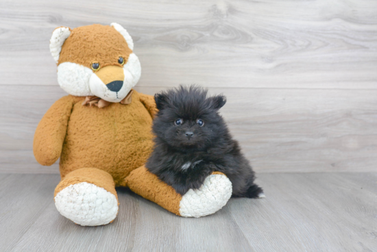 Popular Pomeranian Baby