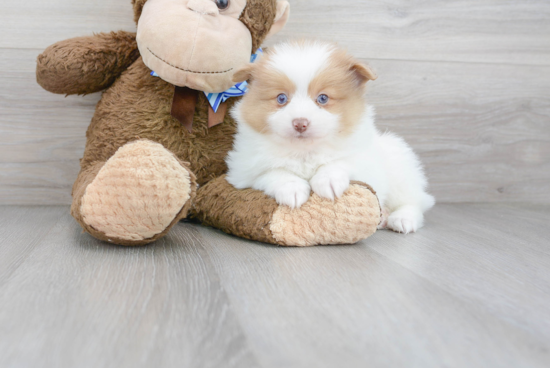 Pomeranian Pup Being Cute