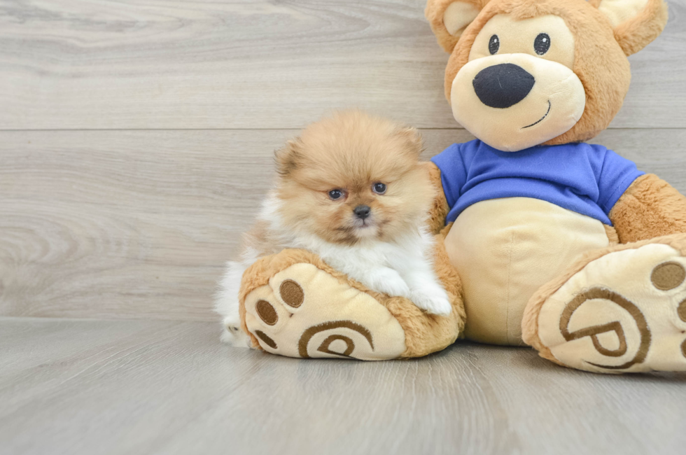 5 week old Pomeranian Puppy For Sale - Premier Pups