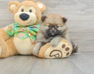 8 week old Pomeranian Puppy For Sale - Premier Pups