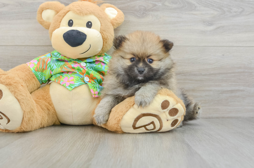 5 week old Pomeranian Puppy For Sale - Premier Pups