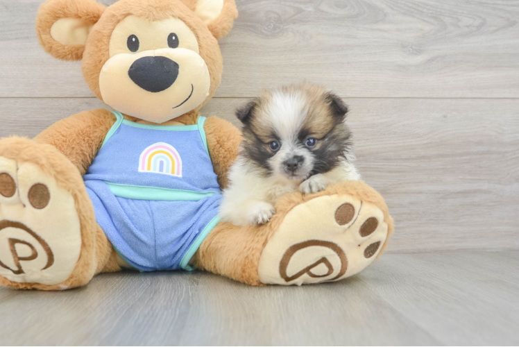 Pomeranian Pup Being Cute
