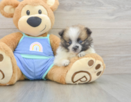 7 week old Pomeranian Puppy For Sale - Premier Pups