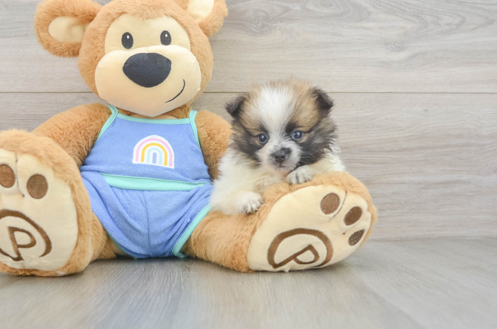 5 week old Pomeranian Puppy For Sale - Premier Pups