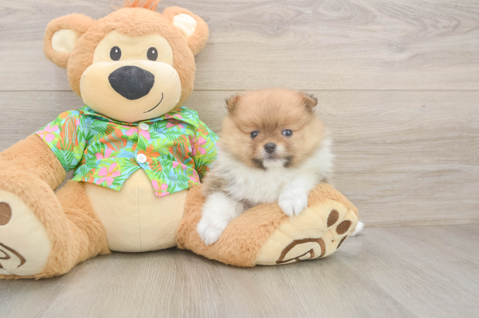 5 week old Pomeranian Puppy For Sale - Premier Pups
