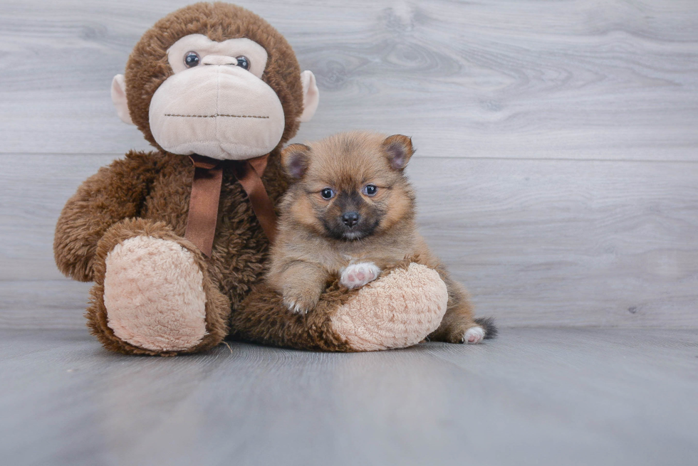 Hypoallergenic Pomeranian Purebred Pup