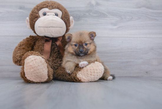 Hypoallergenic Pomeranian Purebred Pup