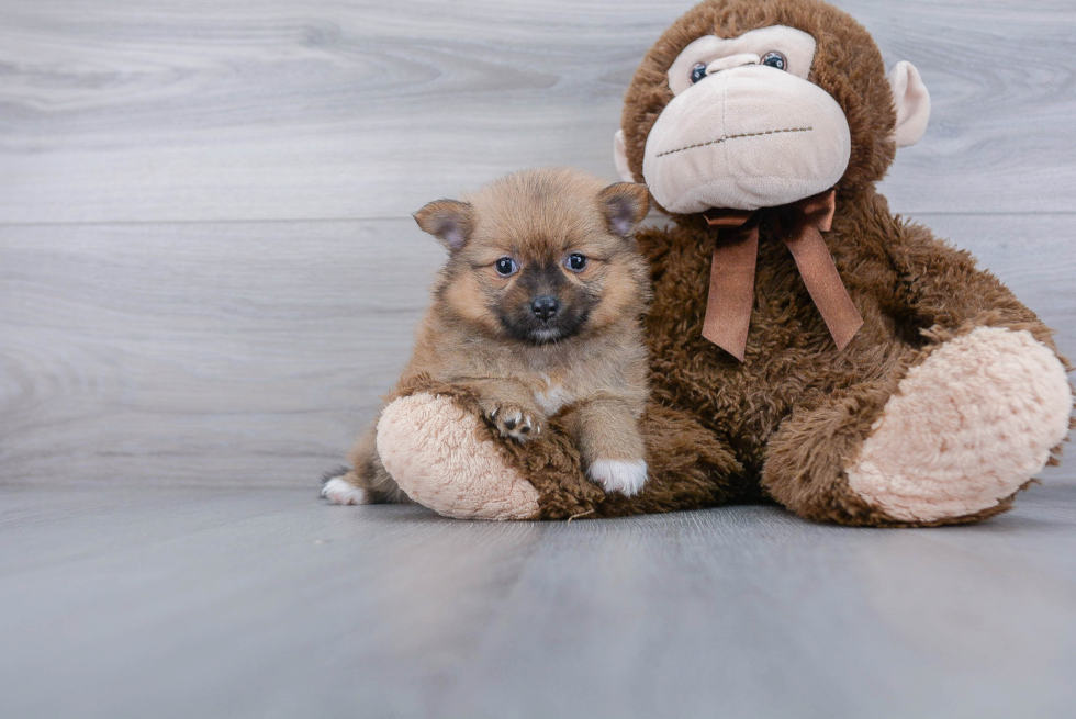 Pomeranian Pup Being Cute