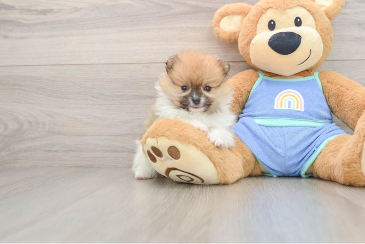 Popular Pomeranian Purebred Pup