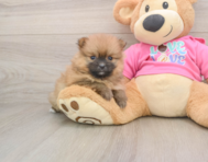 8 week old Pomeranian Puppy For Sale - Premier Pups