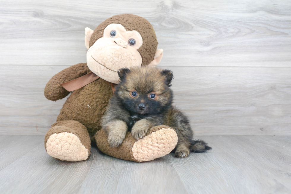 Smart Pomeranian Purebred Puppy