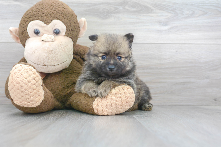 Pomeranian Puppy for Adoption