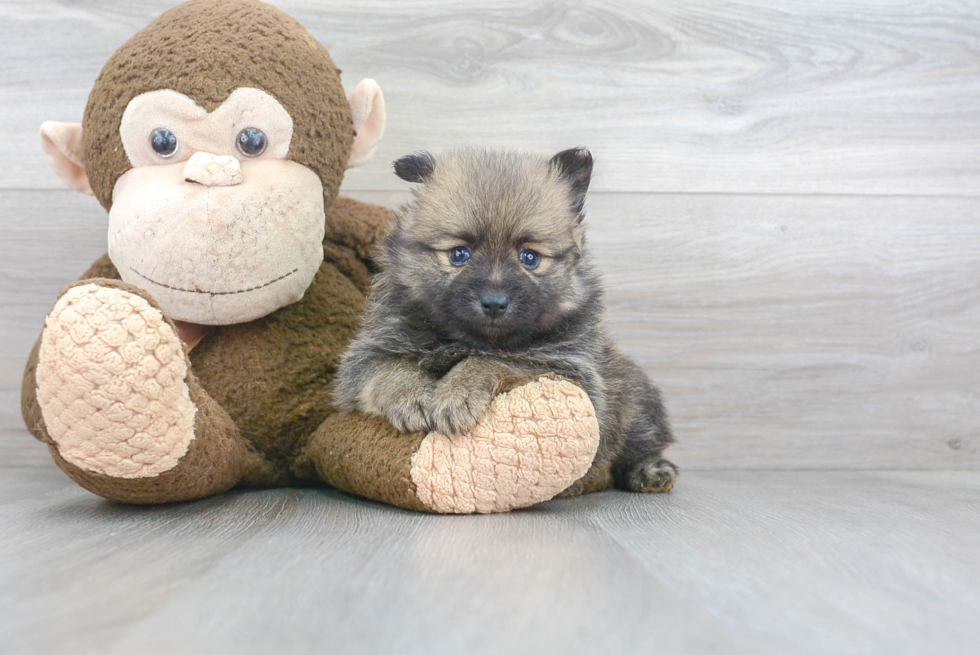 Pomeranian Puppy for Adoption