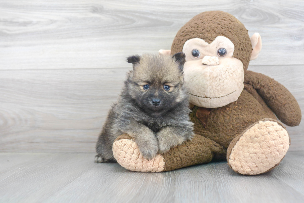 Small Pomeranian Baby