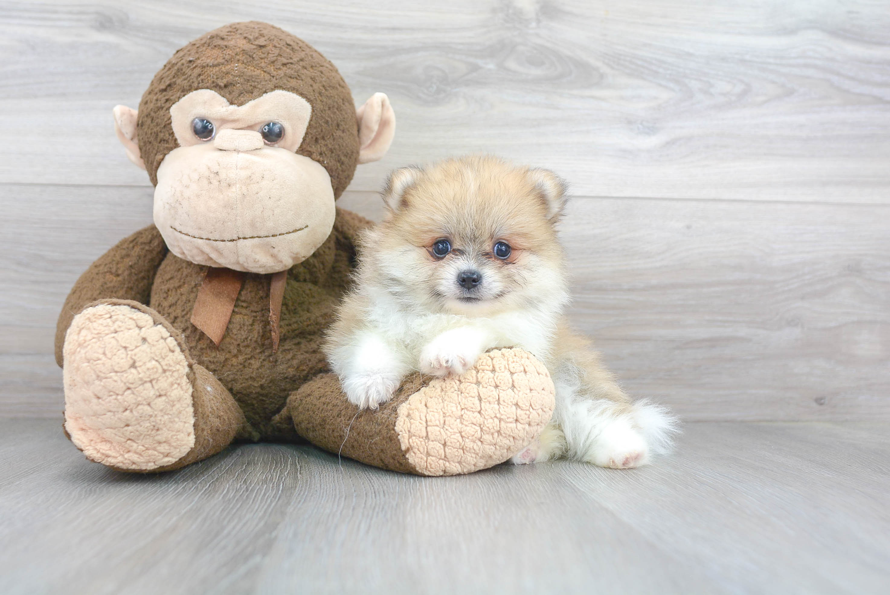 Pomeranian Pup Being Cute