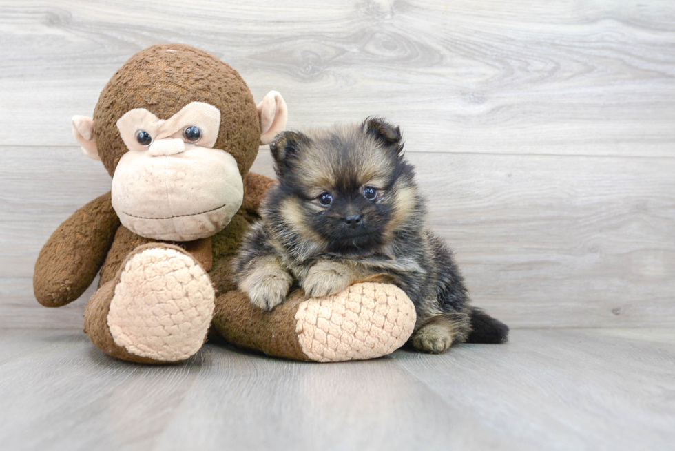 Small Pomeranian Purebred Pup