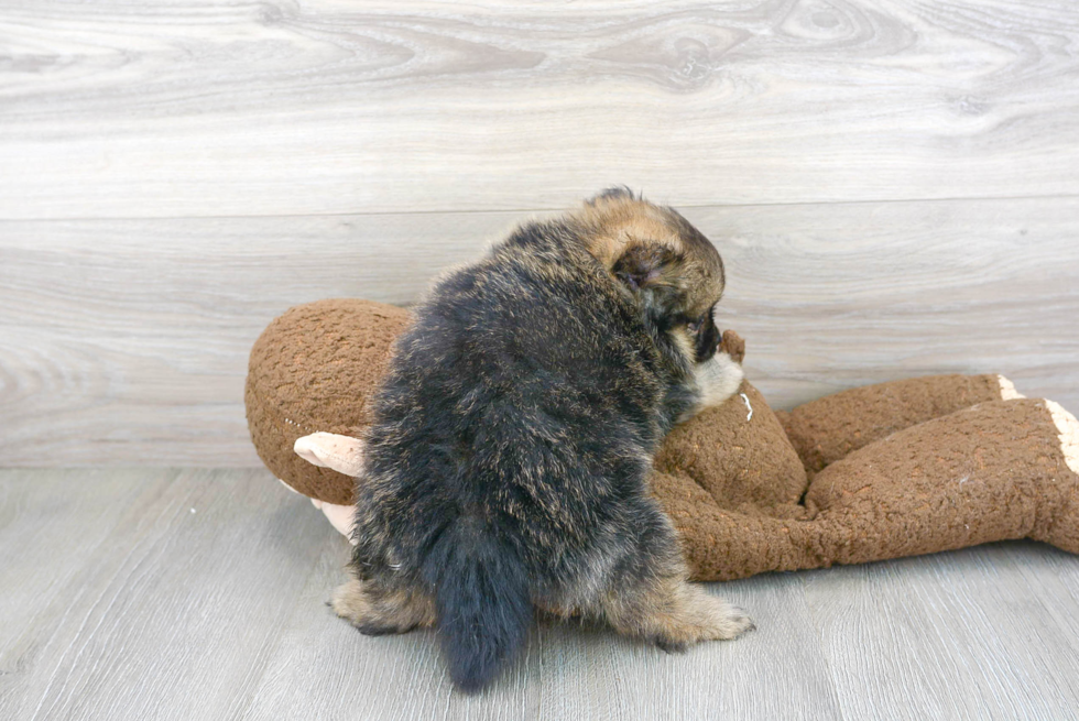 Playful Pomeranian Purebred Pup