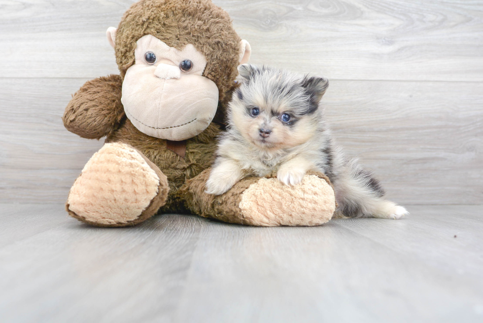 Petite Pomeranian Purebred Puppy