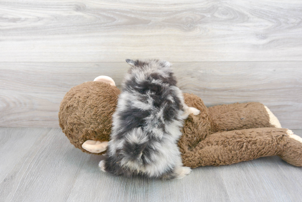 Petite Pomeranian Purebred Puppy