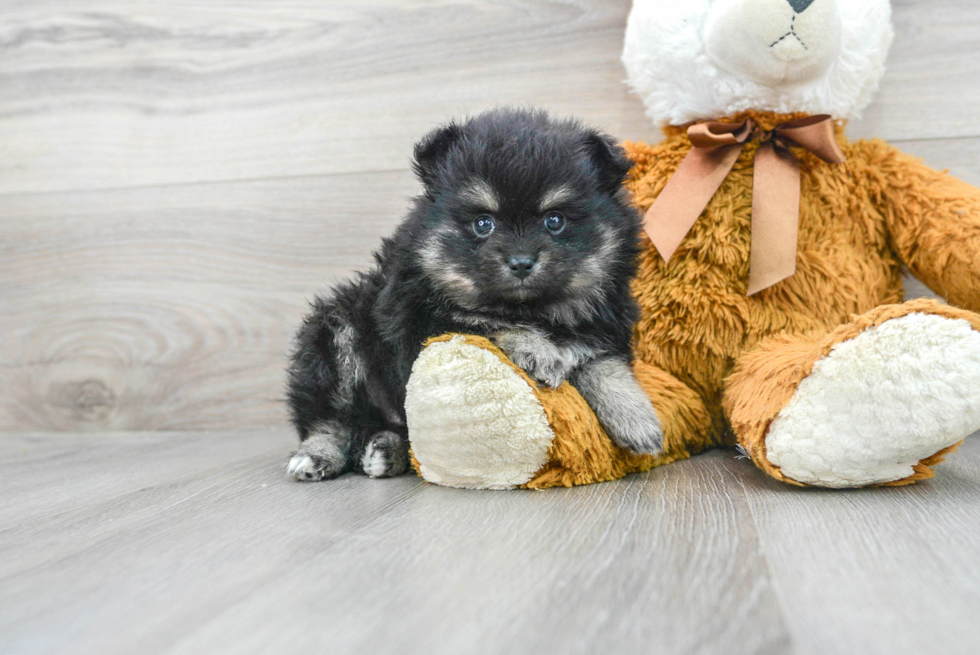 Pomeranian Pup Being Cute