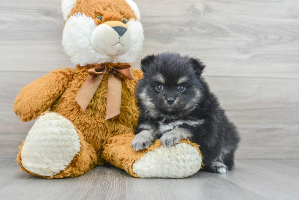 Fluffy Pomeranian Purebred Puppy