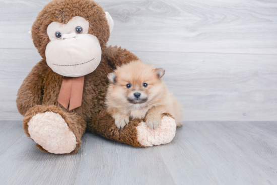 Small Pomeranian Baby