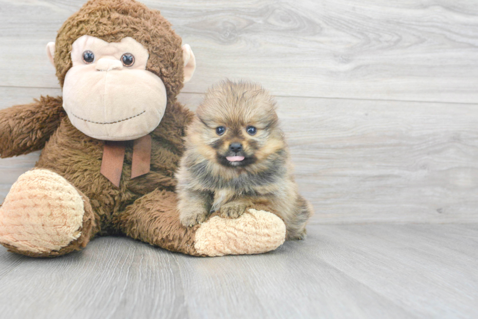 Fluffy Pomeranian Purebred Puppy