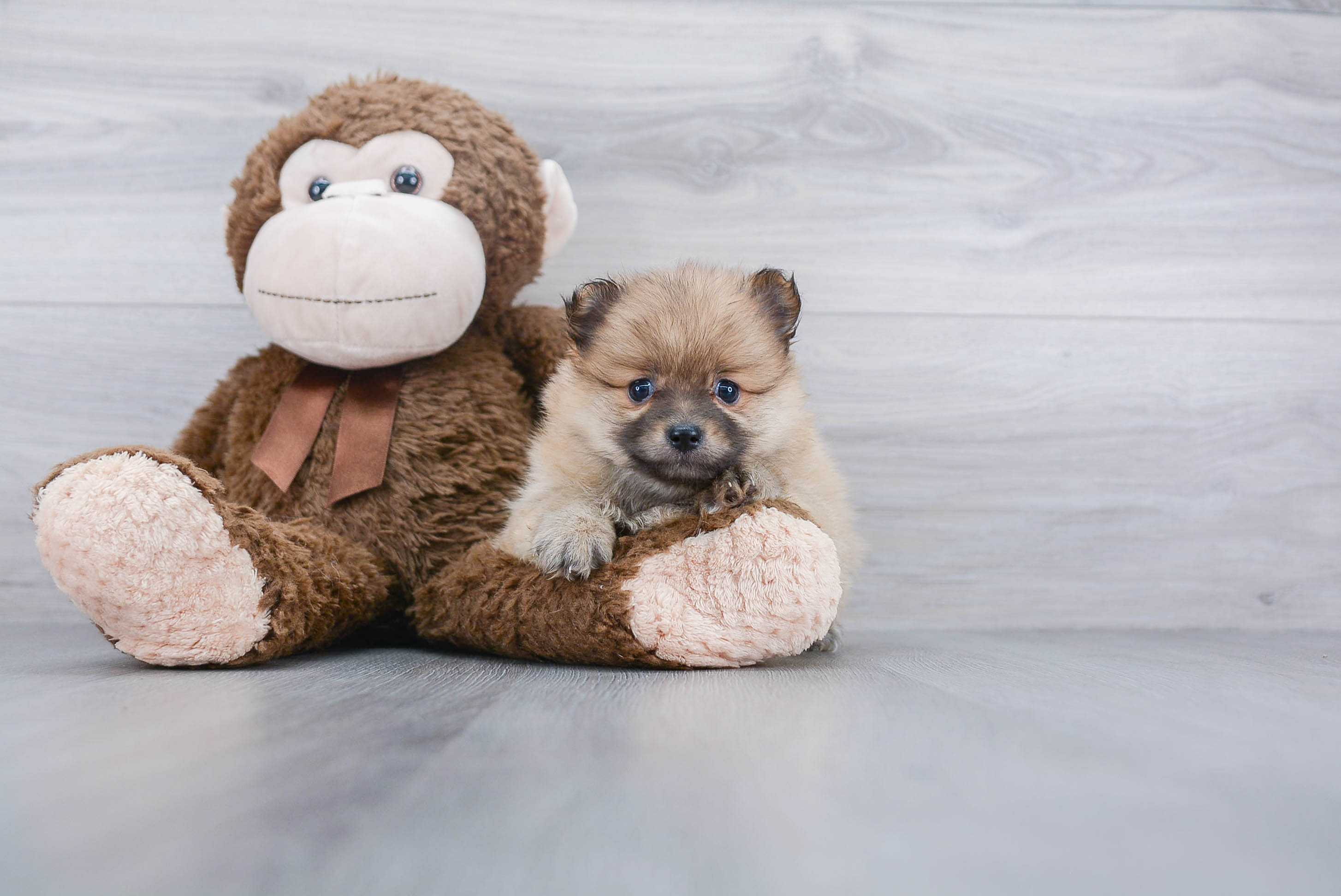 Friendly Pomeranian Purebred Pup