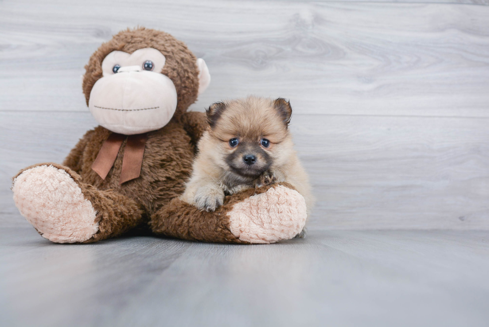 Friendly Pomeranian Purebred Pup