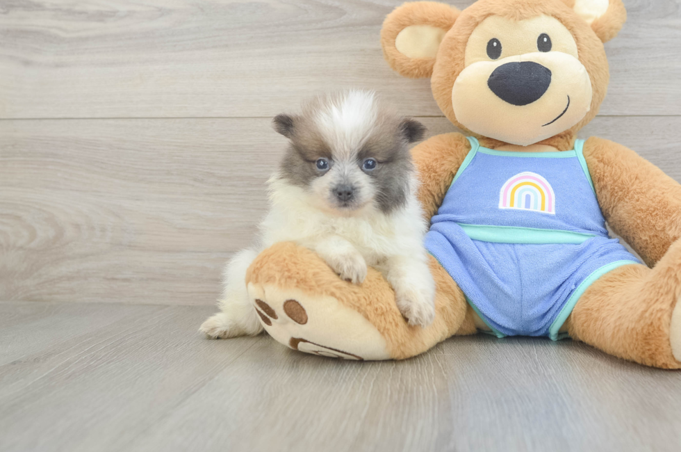 5 week old Pomeranian Puppy For Sale - Premier Pups