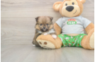 Best Pomeranian Baby