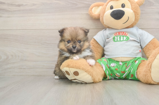Best Pomeranian Baby