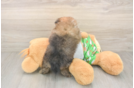 Akc Registered Pomeranian Purebred Pup