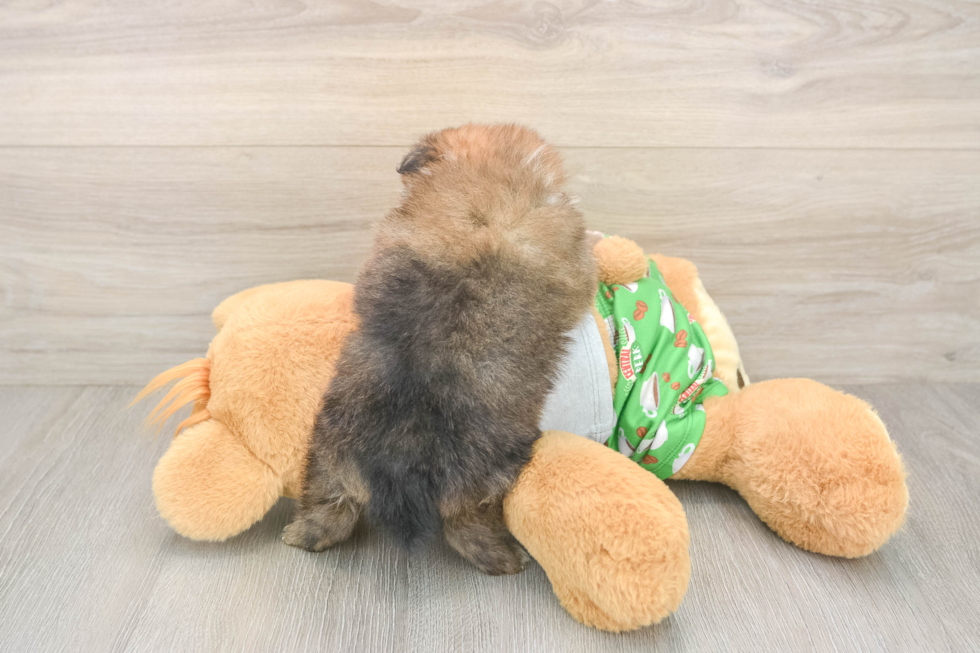 Akc Registered Pomeranian Purebred Pup