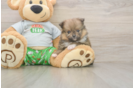 Akc Registered Pomeranian Purebred Pup