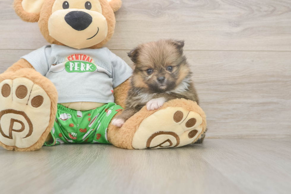Akc Registered Pomeranian Purebred Pup