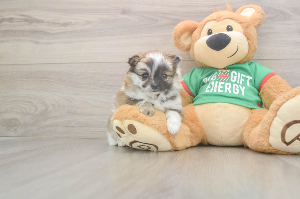 5 week old Pomeranian Puppy For Sale - Premier Pups