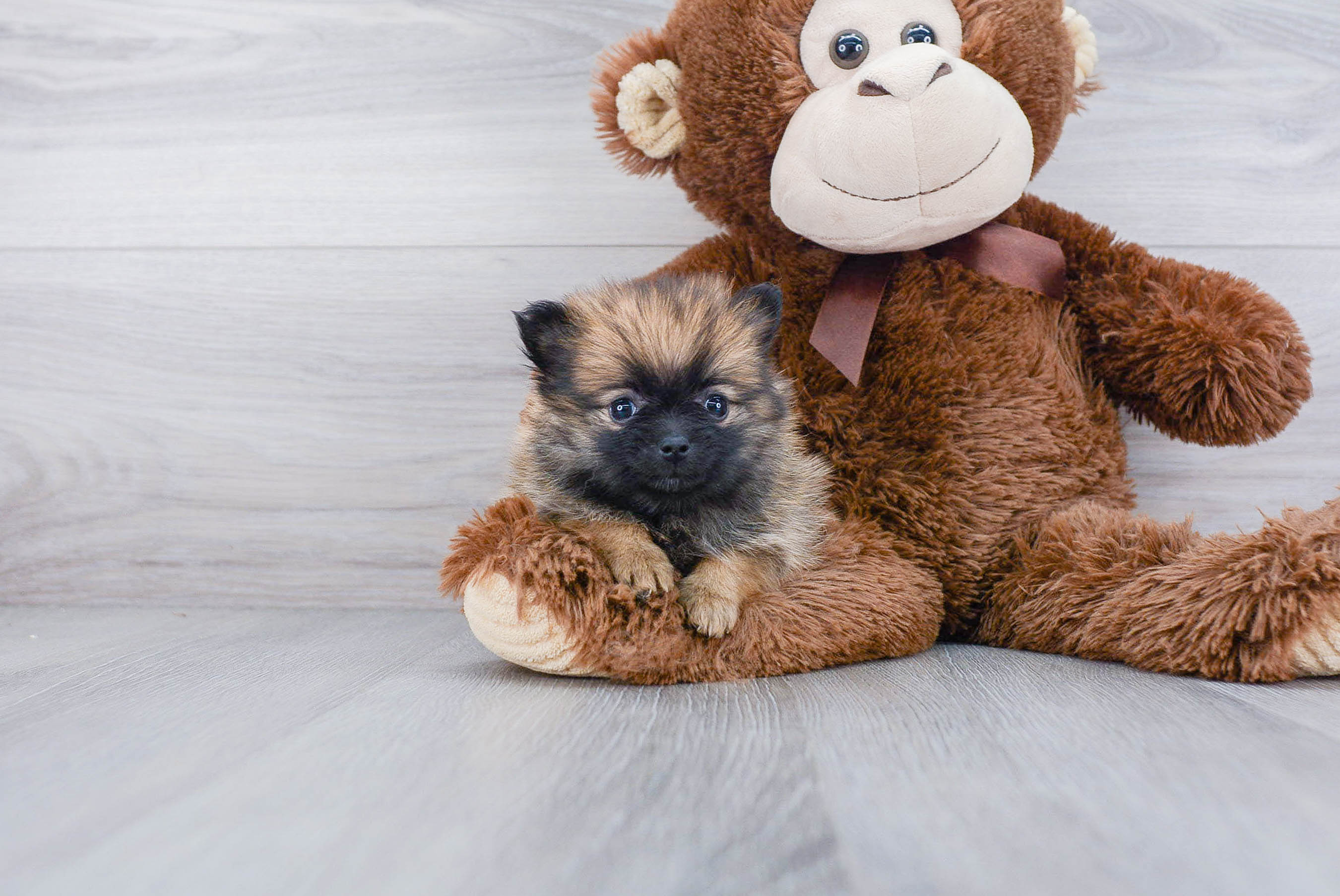Akc Registered Pomeranian Purebred Pup