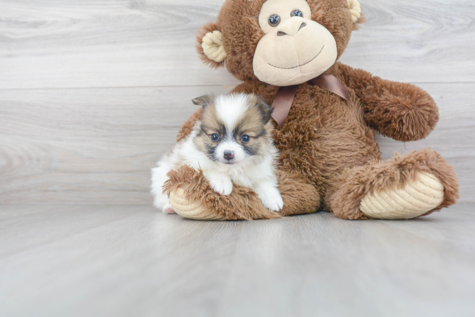 Energetic Pomeranian Purebred Puppy