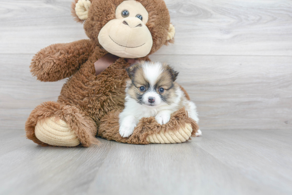 Pomeranian Pup Being Cute