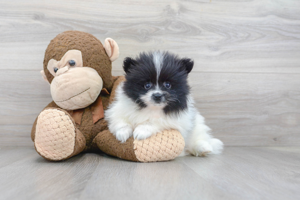 Adorable Pomeranian Purebred Puppy