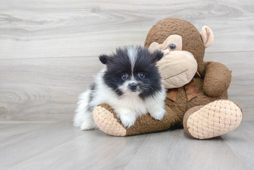 Pomeranian Puppy for Adoption