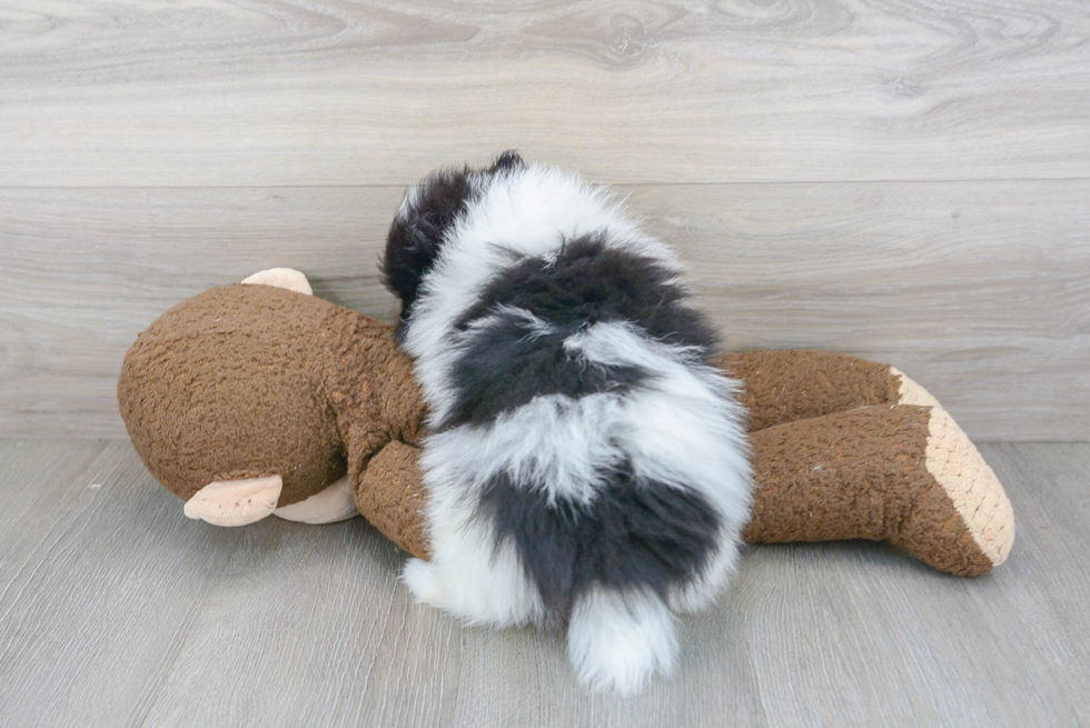 Playful Pomeranian Purebred Pup